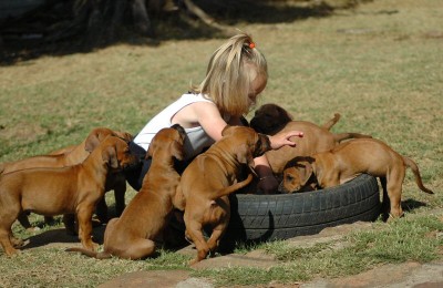 Schmoozing for lead nurturing with puppies